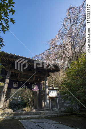 Kamakura 26321, Ankoku-ronji Temple 1, Weeping Cherry Tree Kamakura 26321, Ankoku-ronji Temple 1, Weeping Cherry Tree 138333517