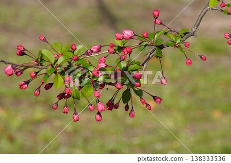 開花的野蘋果 - 2026年3月 開花的野蘋果 - 2026年3月 138333536
