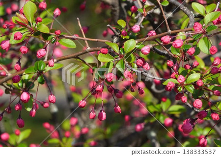 開花的野蘋果 - 2026年3月 開花的野蘋果 - 2026年3月 138333537
