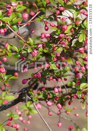 開花的野蘋果 - 2026年3月 開花的野蘋果 - 2026年3月 138333538