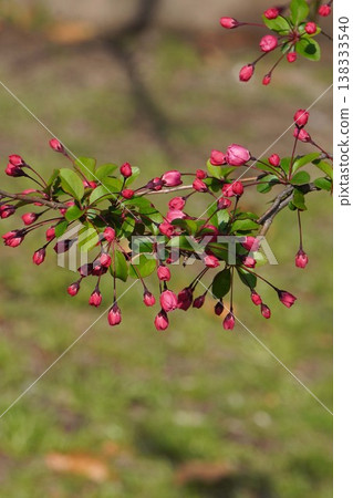 Flowering crabapple - March 2026 Flowering crabapple - March 2026 138333540