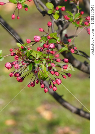 開花的野蘋果 - 2026年3月 開花的野蘋果 - 2026年3月 138333545