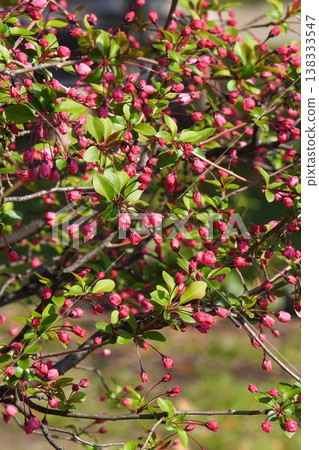 開花的野蘋果 - 2026年3月 開花的野蘋果 - 2026年3月 138333547