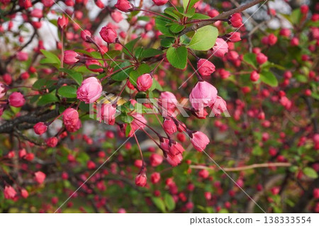 開花的野蘋果 - 2026年3月 138333554
