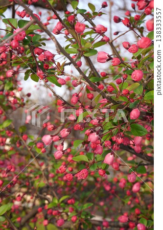 開花的野蘋果 - 2026年3月 138333557