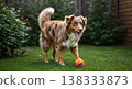 Playful Dog with Multi-Colored Fur Playing with Ball on Green Lawn in Sunny Backyard 138333873