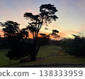黃昏時分，公園裡一棵大樹的輪廓在絢麗的夕陽映襯下顯得格外清晰。 138333959