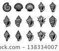 Engraving icon set of 15 sea shells featuring nautilus, scallop, conch and spiral mollusks for marine design 138334007