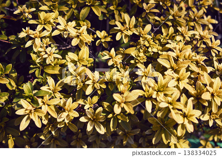 杜鵑花籬笆 杜鵑花籬笆 138334025