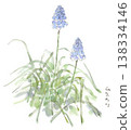 A watercolor illustration of muscari, a spring plant with small, blue, bell-shaped flowers. 138334146