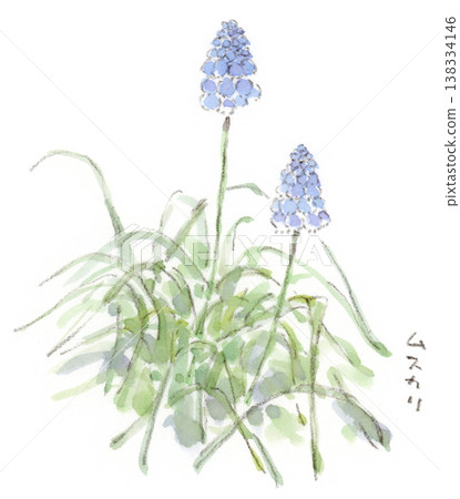 A watercolor illustration of muscari, a spring plant with small, blue, bell-shaped flowers. A watercolor illustration of muscari, a spring plant with small, blue, bell-shaped flowers. 138334146