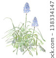 A watercolor illustration of muscari, a spring plant with small, blue, bell-shaped flowers. 138334147