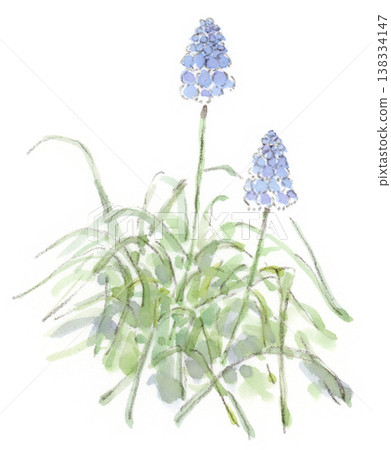 A watercolor illustration of muscari, a spring plant with small, blue, bell-shaped flowers. 138334147