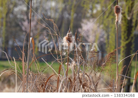 香蒲的穗狀花序，外觀蓬鬆，像棉絮一樣－2026年3月 138334168