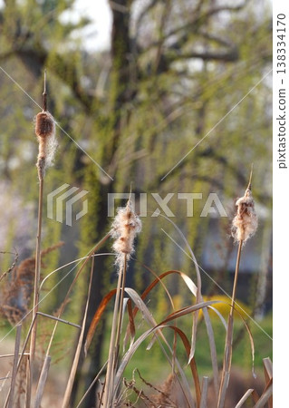 Cattail spikes with a fluffy, cottony appearance - March 2026 Cattail spikes with a fluffy, cottony appearance - March 2026 138334170