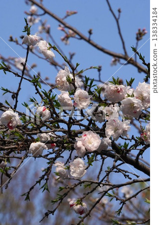 桃花盛開 - 2026年3月 桃花盛開 - 2026年3月 138334184