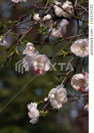 桃花盛開 - 2026年3月 桃花盛開 - 2026年3月 138334185
