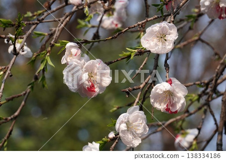 桃花盛開 - 2026年3月 桃花盛開 - 2026年3月 138334186