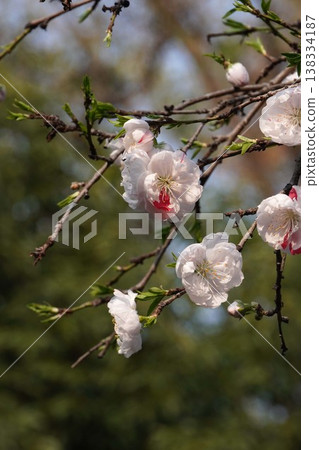 桃花盛開 - 2026年3月 桃花盛開 - 2026年3月 138334187