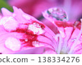 粉紅色花瓣上點綴著雨滴（微距） 138334276