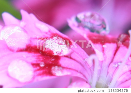 粉紅色花瓣上點綴著雨滴(微距) 粉紅色花瓣上點綴著雨滴(微距) 138334276
