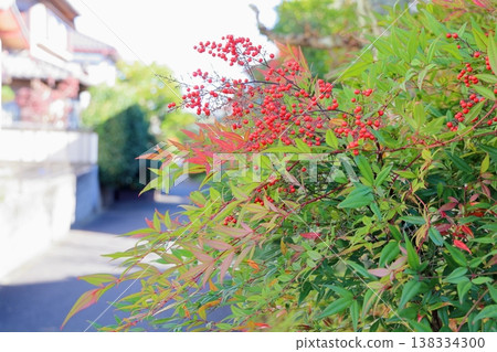 Vibrant red nandina berries Vibrant red nandina berries 138334300