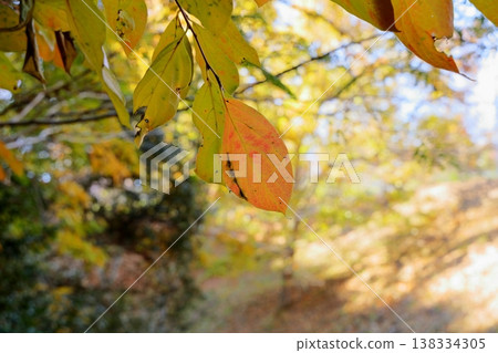 Persimmon leaves changing color Persimmon leaves changing color 138334305