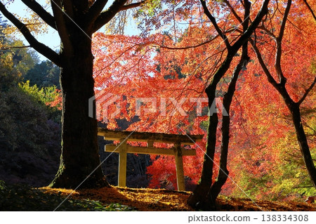 Vibrant autumn leaves in a sunny spot: Japanese maple Vibrant autumn leaves in a sunny spot: Japanese maple 138334308