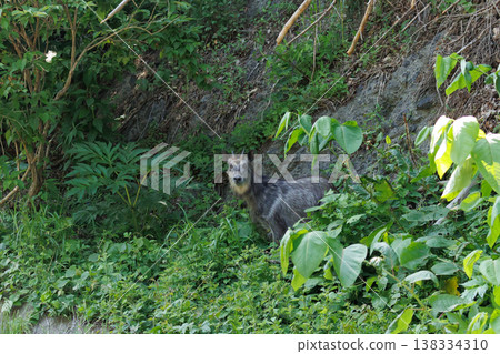 Japanese serow on the Shimokita Peninsula (Wakinozawa, Aomori Prefecture) 138334310