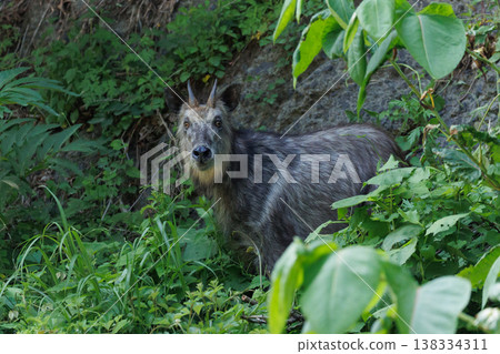 Northernmost Japanese serow (Wakinozawa, Aomori Prefecture) 138334311