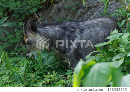 Japanese serow (a natural monument) (Wakinozawa, Aomori Prefecture) 138334313