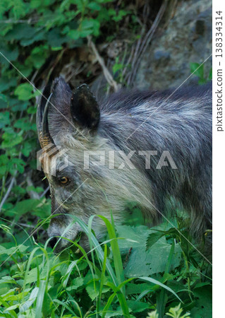 A Japanese serow eating grass (Wakinozawa, Aomori Prefecture) 138334314