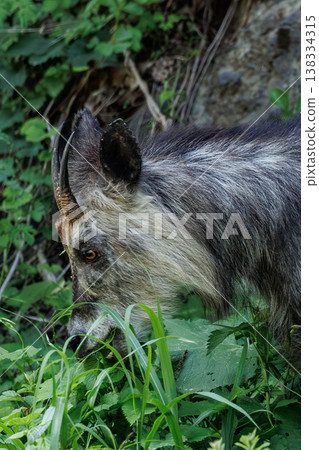 A Japanese serow eating grass (Wakinozawa, Aomori Prefecture) 138334315