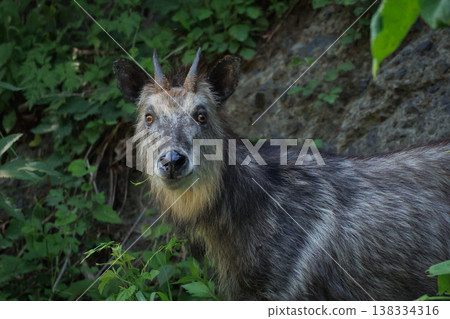 A Japanese serow observing us (Wakinozawa, Aomori Prefecture) 138334316