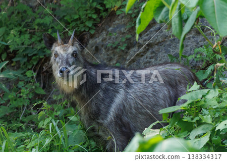 A Japanese serow observing us (Wakinozawa, Aomori Prefecture) 138334317