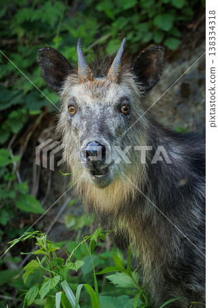 A Japanese serow staring at the camera (Wakinozawa, Aomori Prefecture) 138334318