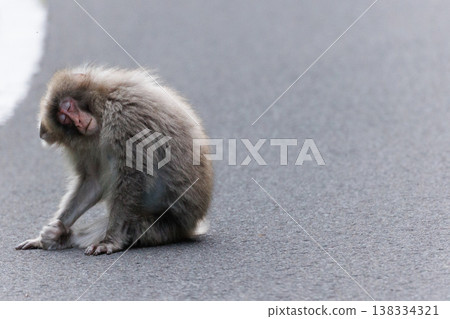 A monkey, the northernmost of its species, appears on the road (Aomori Prefecture) A monkey, the northernmost of its species, appears on the road (Aomori Prefecture) 138334321