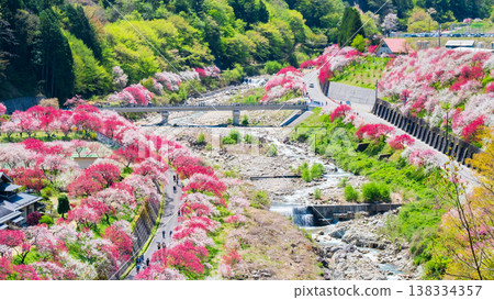 阿智村、花桃村 阿智村、花桃村 138334357