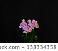 Beautiful fresh roses 138334358