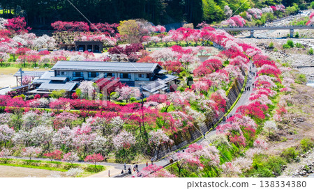 阿智村、花桃村 阿智村、花桃村 138334380