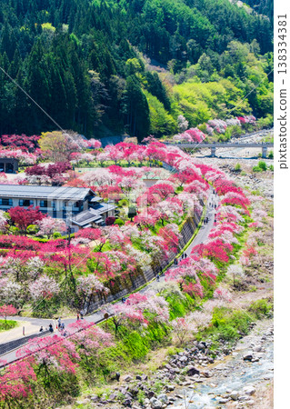 阿智村、花桃村 阿智村、花桃村 138334381