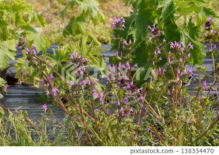 抱莖野芝麻(Lamium amplexicaule)的粉紅色花朵 - 2026年3月 抱莖野芝麻(Lamium amplexicaule)的粉紅色花朵 - 2026年3月 138334470