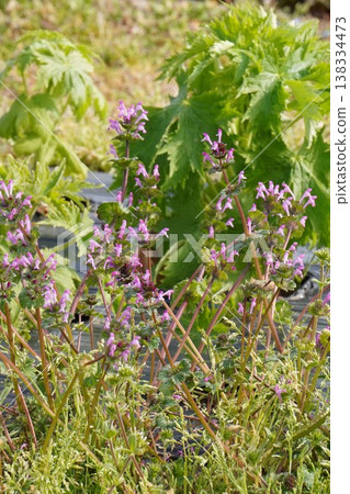 Pink flowers of Lamium amplexicaule - March 2026 Pink flowers of Lamium amplexicaule - March 2026 138334473