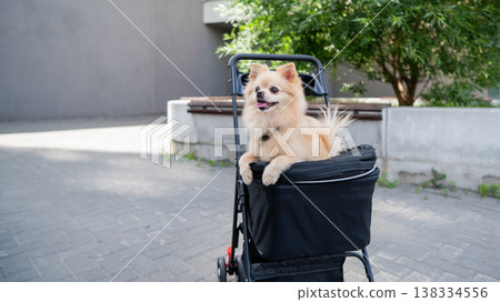 Cute spitz dog in pet stroller outdoors. Cute spitz dog in pet stroller outdoors. 138334556