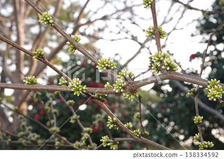 紫荊樹的花蕾正逐漸顯露出色彩-2026年3月 紫荊樹的花蕾正逐漸顯露出色彩-2026年3月 138334592