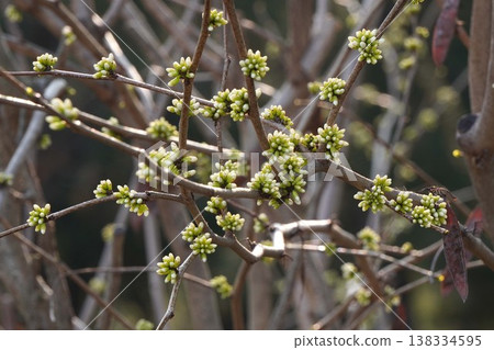 紫荊樹的花蕾正逐漸顯露出色彩－2026年3月 138334595