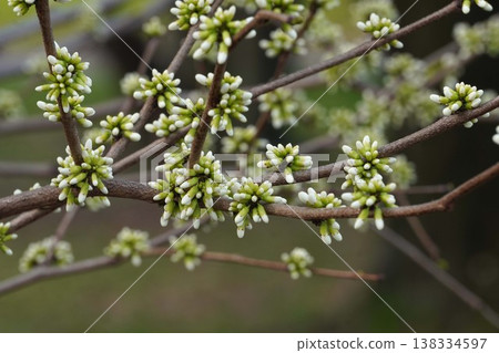紫荊樹的花蕾正逐漸顯露出色彩-2026年3月 紫荊樹的花蕾正逐漸顯露出色彩-2026年3月 138334597