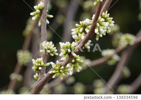 The buds of the Judas tree are gradually revealing their color - March 2026 The buds of the Judas tree are gradually revealing their color - March 2026 138334598