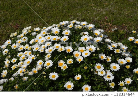 2026年3月,盛開的北極白雛菊 2026年3月,盛開的北極白雛菊 138334644