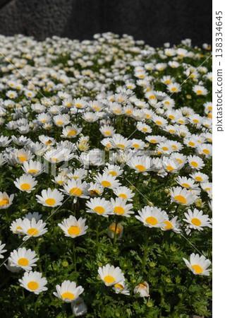 2026年3月，盛開的北極白雛菊 138334645